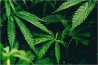  New Metro Cannabis  Dispensary & Weed Delivery